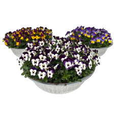 Violen in zinken schaal